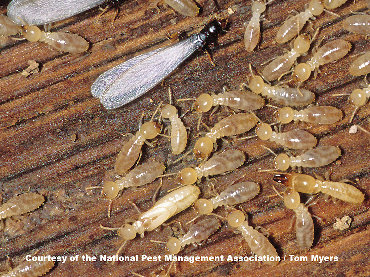 44-termite-e-subterranean-termite